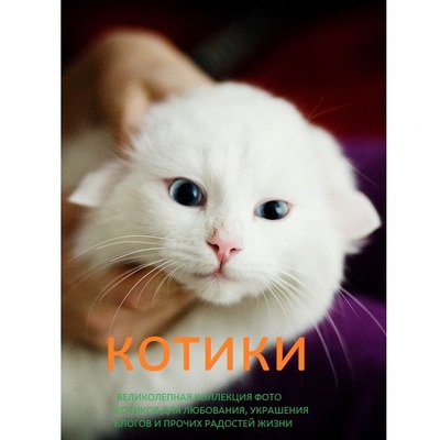 Антон Рогов Котики